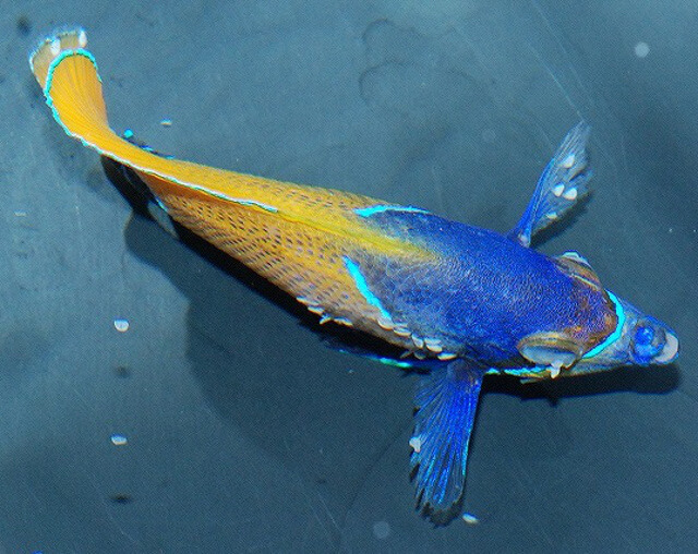 Flukes leaving the body of a marine fish that has just been given a freshwater dip