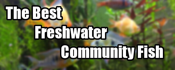 The 24 Best Community Fish for a Social Freshwater Aquarium - Freshwater Community Tank Fish