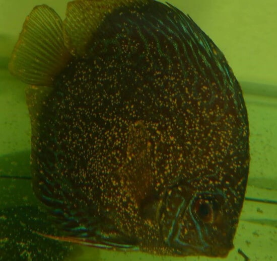 Discus fish suffering from Neo ich