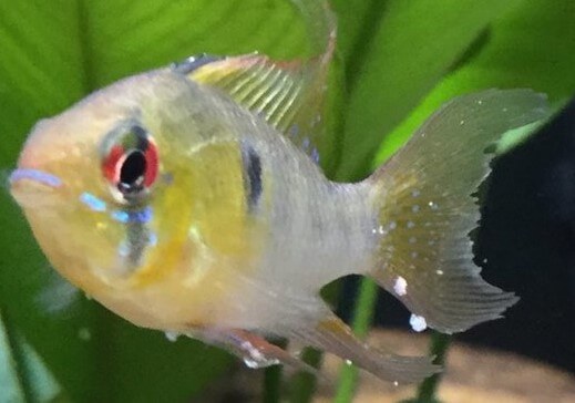 German Blue Ram infected with the lymphocystis virus. Tail is covered with two cauliflower shaped formations