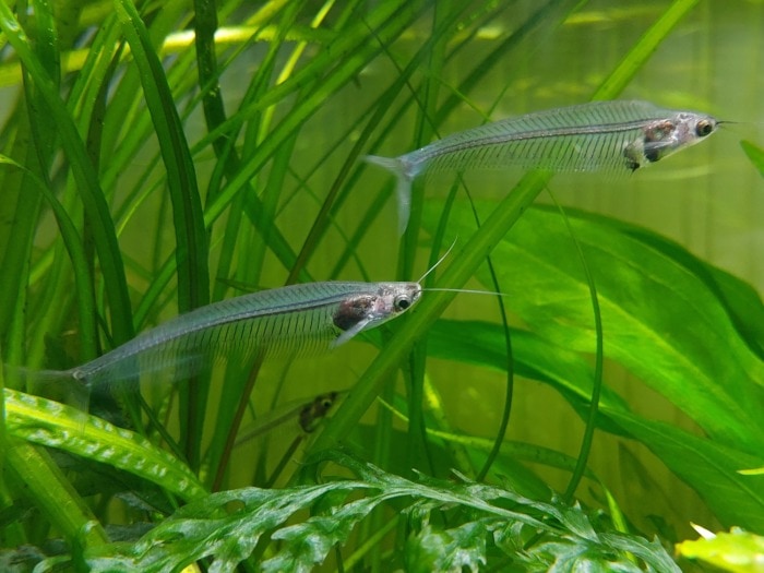 А pair of Glass Catfish swimming among aquarium vegetation