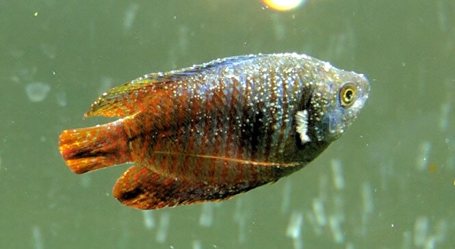 white spot on gourami fin