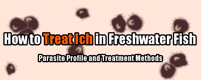 how to treat ich in freshwater fish header