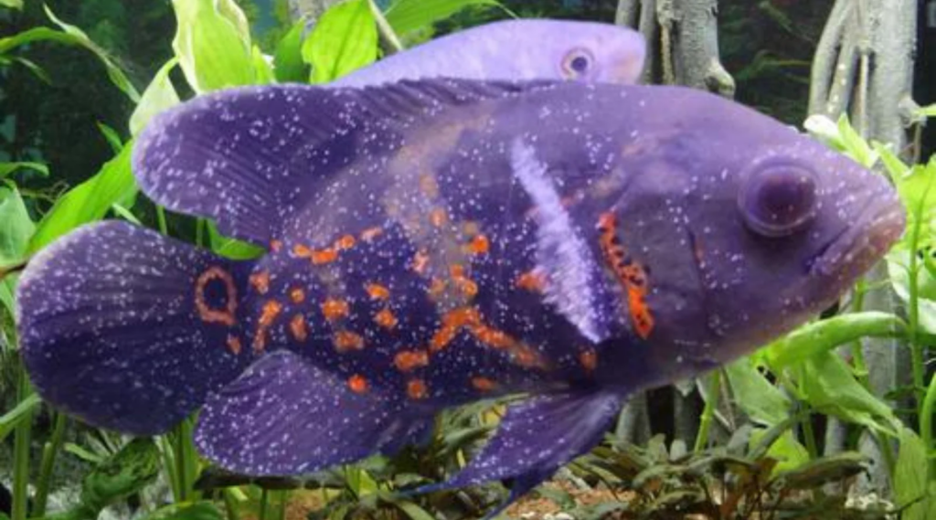 Pictured, ich infected Oscar Fish