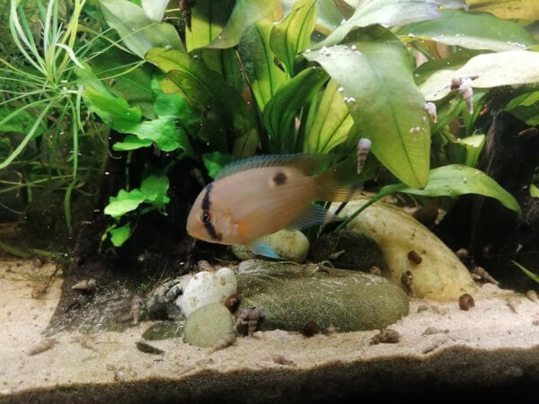 A Keyhole Cichlid fish