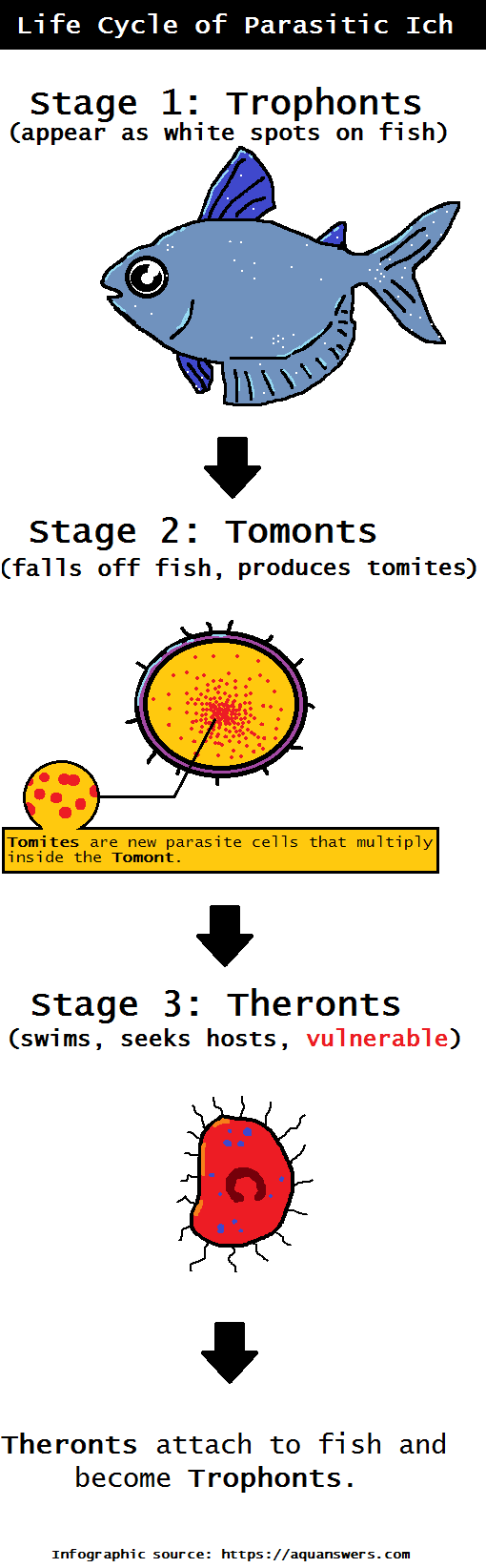 life cycle of ich