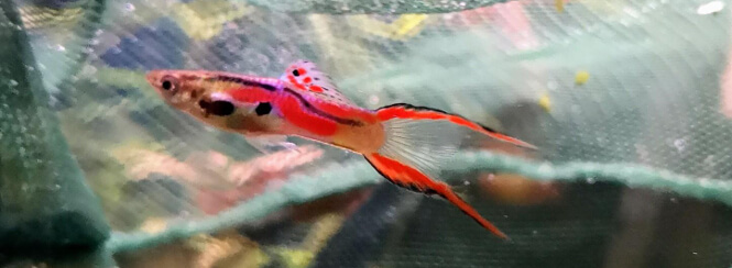 Multicolored Male Endler fish