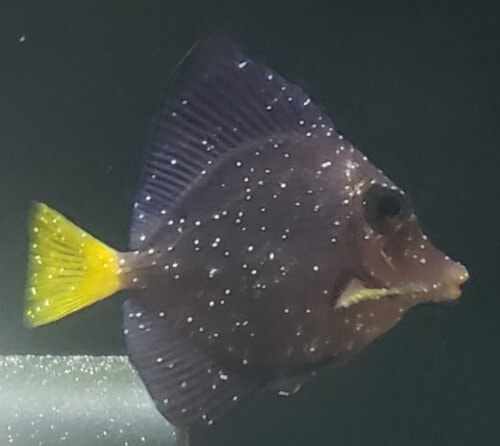 Purple tang in an advanced stage of marine ich