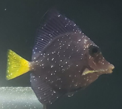 black saltwater fish with white spots