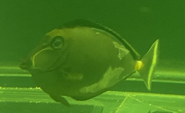 Very distinct white patches caused by brooklynella in a Naso Tang fish