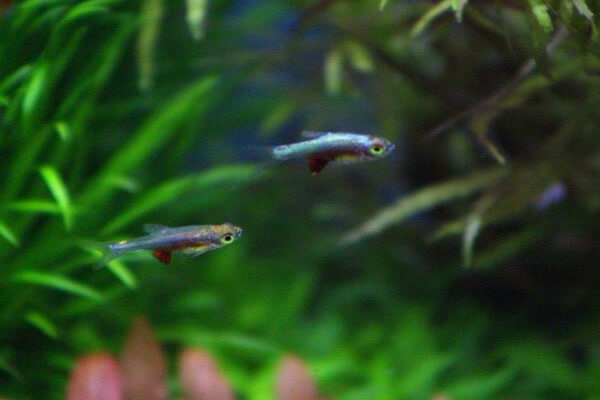 Two Neon Blue Rasbora fish swimming together