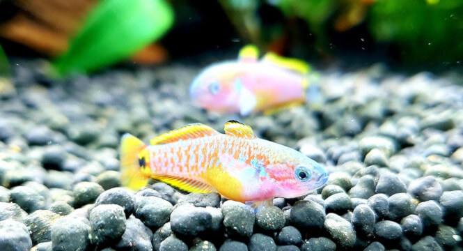 Peacock Gudgeon fish