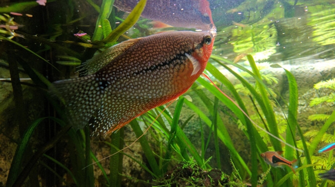 Beautifully colored Pearl Gourami