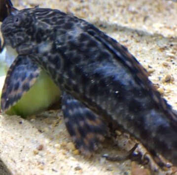 Pleco with an unusual thin film covering its back