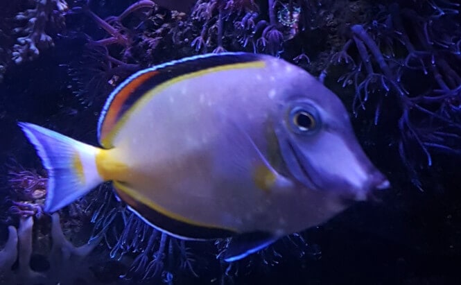 Naso tang with white stress spots, supposedly from transportation