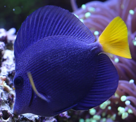Purple tang covered in tiny white dots