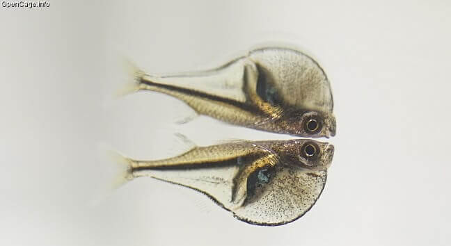 Pygmy Hatchetfish near the water surface