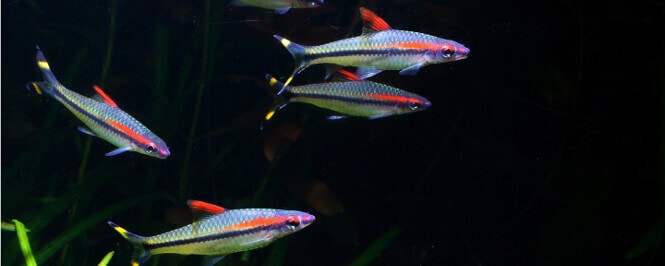 Roseline Torpedo Sharks swimming in a school