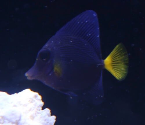 Purple tang in the initial stage of marine ich
