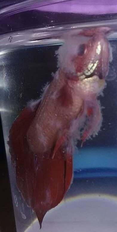 Betta fish with a severe fungal infection