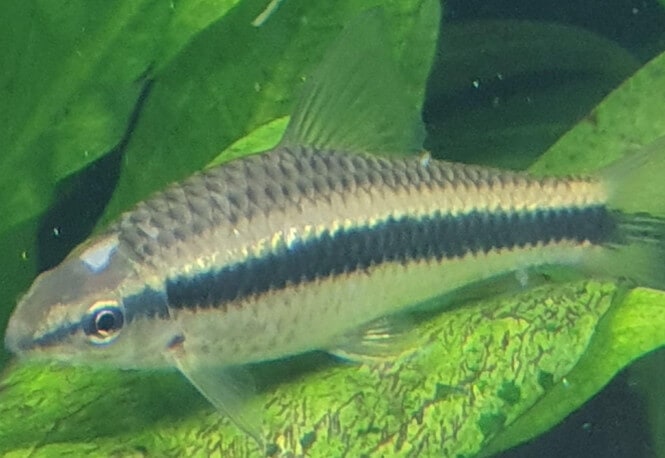 A siamese algae eater with the Hole In The Head (HITH) disease