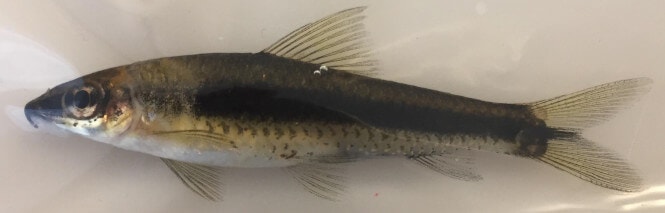 Siamese algae eater with a columnaris patch near its gills