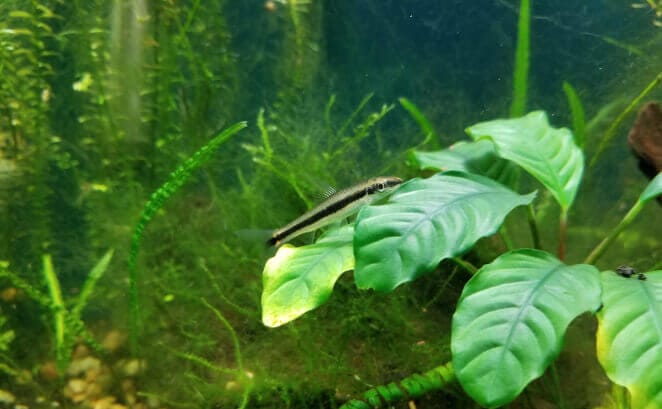 A True Siamese Algae Eater resting on aquarium plants