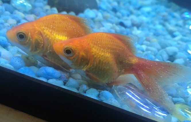 Two goldfish suffering from Ich, covered in white round dots