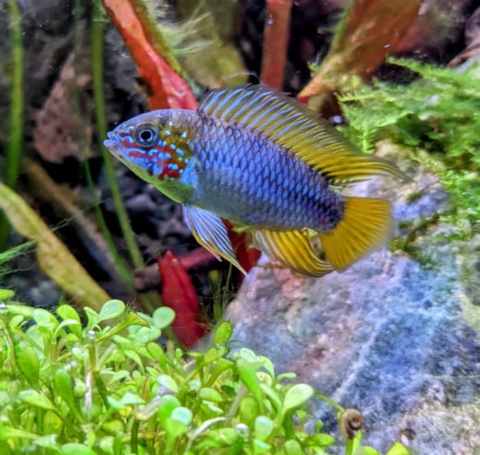 An Umbrella Cichlid in a planted aquarium swimming past а rock