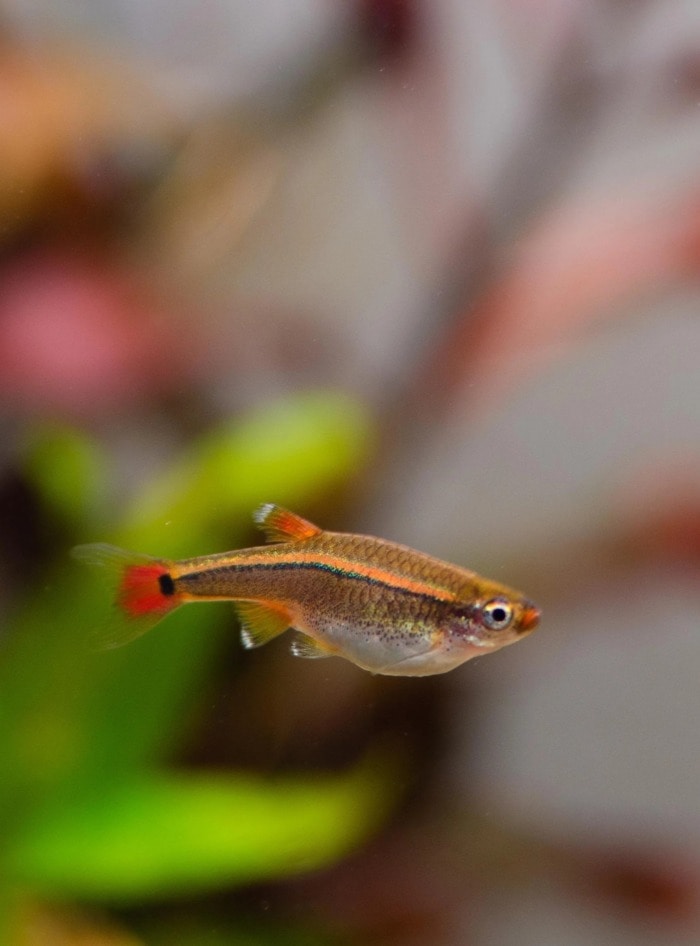 Close-up of a single White Cloud Mountain Minnow with a blurred background