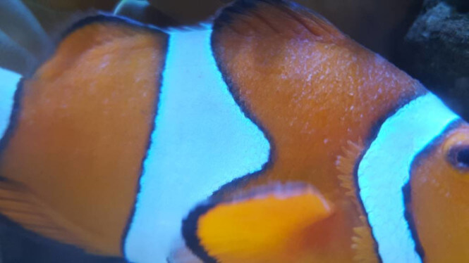 Take a look at a close-up of the film that’s covering another clownfish infected by the Brook parasite: