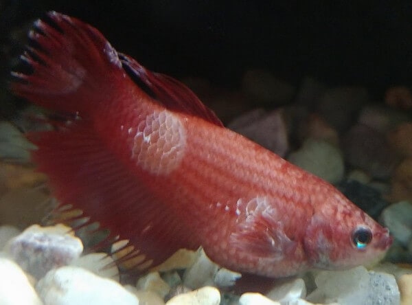 Take a look at how the white patches of Columnaris look on this infected Betta fish: