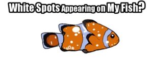 Identifying the White Spots That Appear on Fish (illustrated)