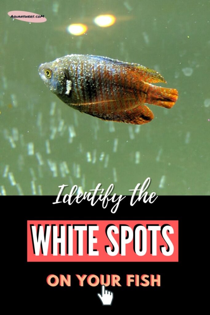 Identifying the White Spots That Appear on Fish (illustrated)