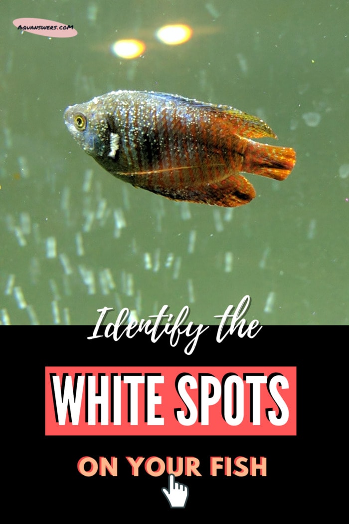 How to identify the white spots on aquarium fish?