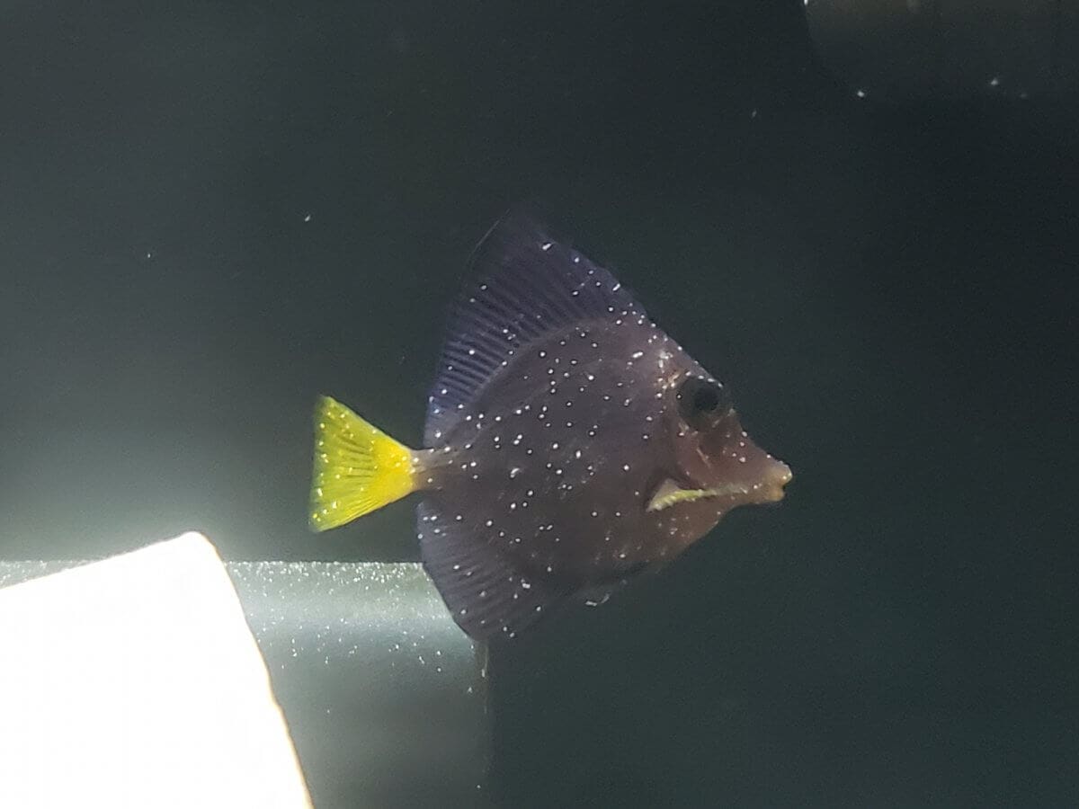 white spots from saltwater ich