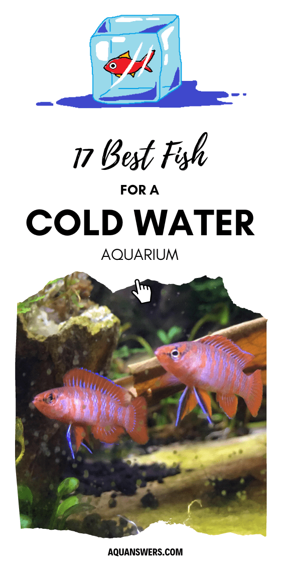 cold water ornamental fish