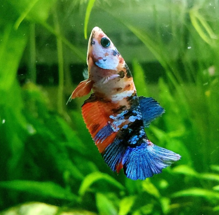 betta female