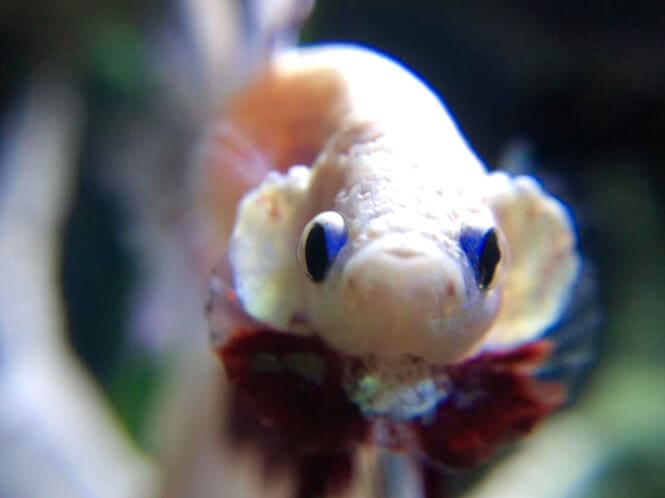 Why Do Betta Fish Flare Their Gills? (Is it a Bad or a Good Sign