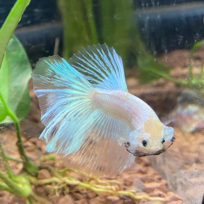 betta flaring gills