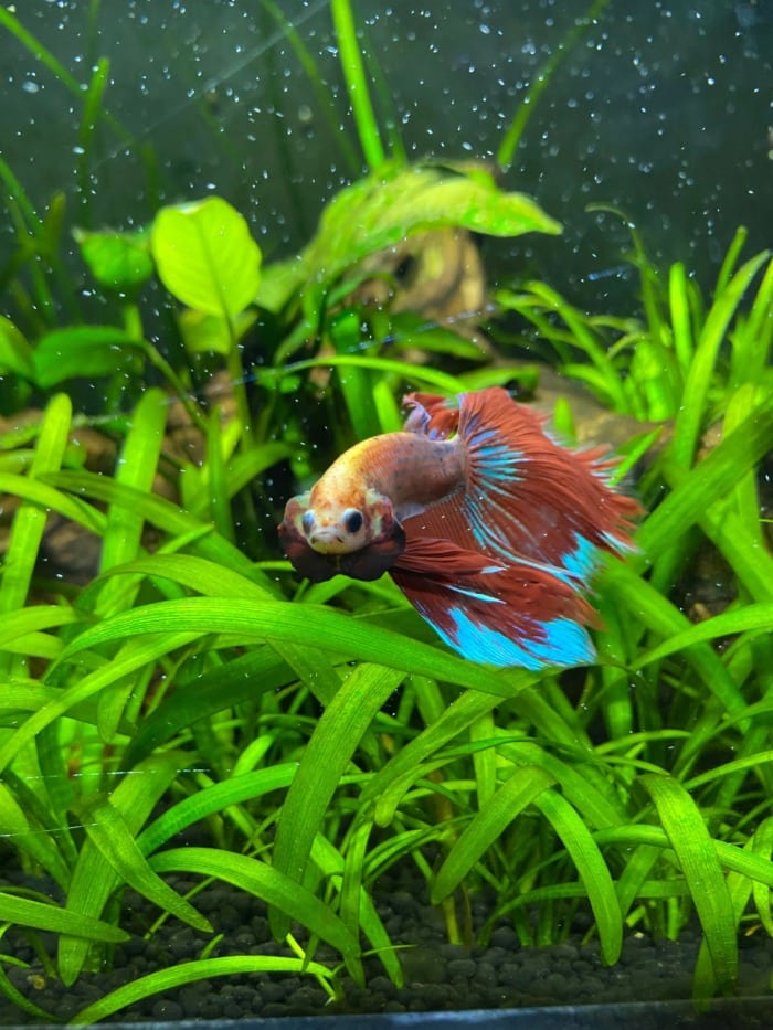 betta flaring gills