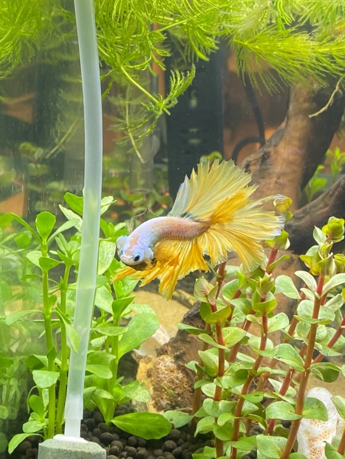 betta flaring gills