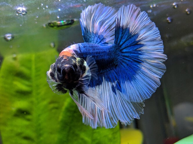 blue betta fish showing off gills