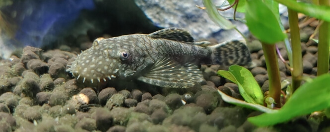 A close-up of a Bristlenose Pleco