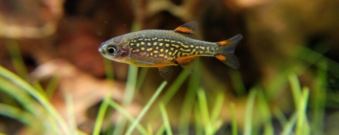 Celestial Pearl Danio