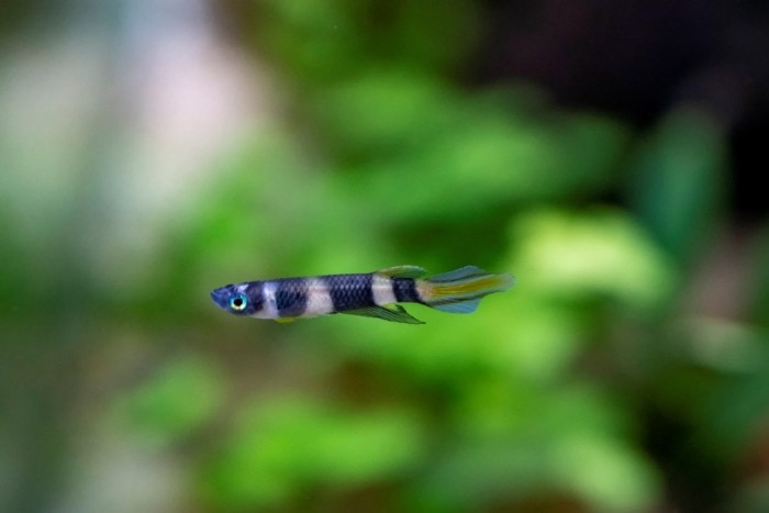 Close-up of a Clown Killifish with a blurred background