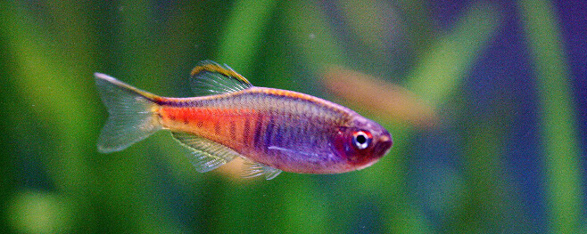 Glowlight Danio