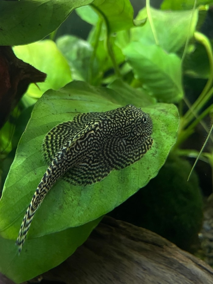 A Hillstream Loach on an Anubias leaf in a planted aquarium