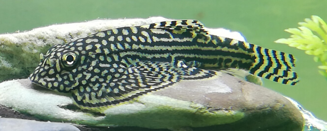 Cold Water Loach Swimming