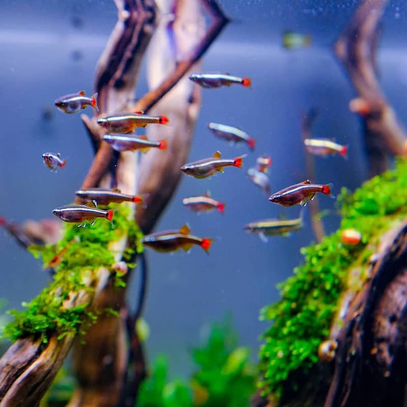 White Cloud Mountain Minnows enjoying their cold water tank.